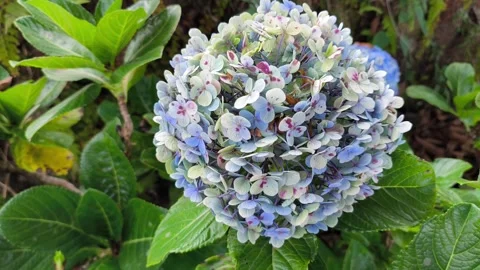 Large Hydrangea Flower Cluster with Lush Foliage Vídeo Stock 344913980