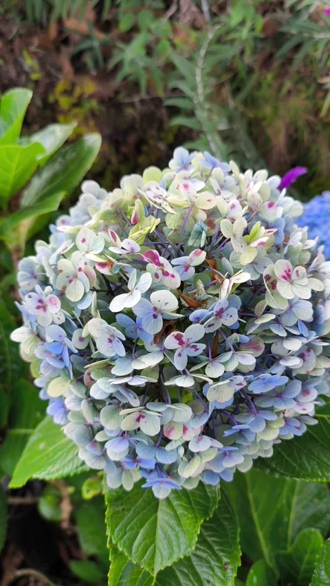 Large Hydrangea Flower Cluster with Lush Foliage Vídeo Stock 344913982