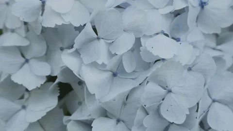 Large Hydrangeas Inflorescence Close-up's | Tokyo, Japan Stock Footage 321183161