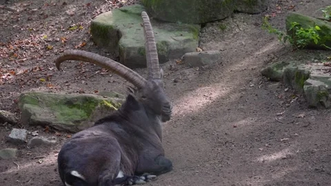 Large ibex resting Stock Footage 252100152
