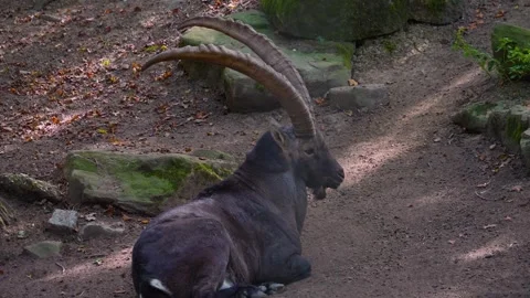 Large ibex resting Stock Footage 252157988