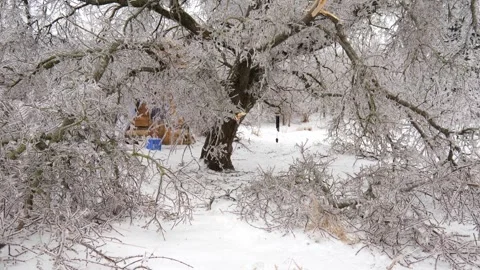 Large Ice Covered Tree with Broken Branches in Michigan Winter Ice Storm Stock Footage 332505761
