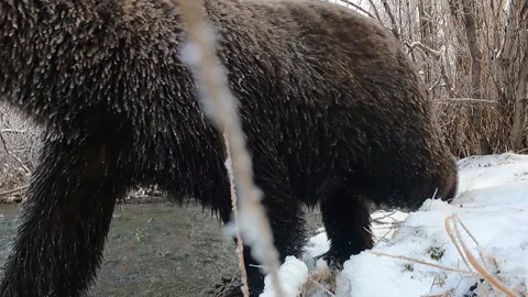 Large Iced Grizzly Bear walking along a creek Stock Footage 233486950