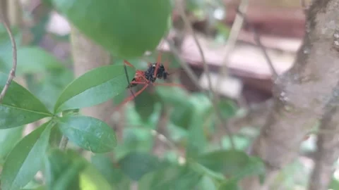 Large Ichneumon wasp crawling on green leaves in the garden Stock Footage 334797267