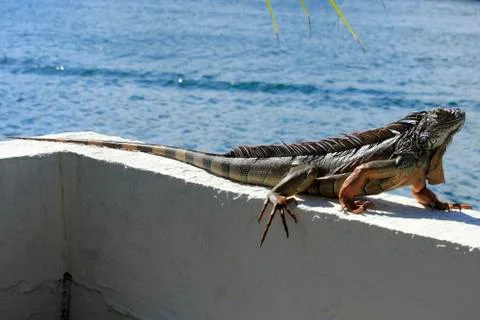 Large iguana in florida Stock Photos