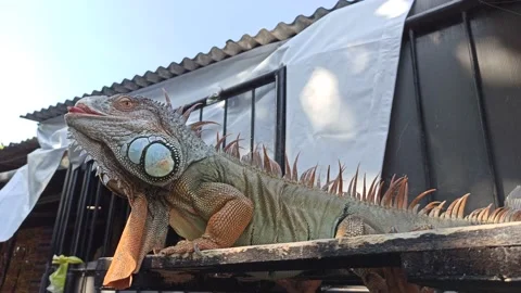 Large iguana in front of the house Stock Footage 154544295