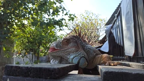 Large iguana in front of the house Stock Footage 154545067