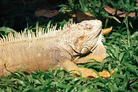 Large Iguana Lizard Resting Basking In Sun On Green Grass Macro Video stock 343759033