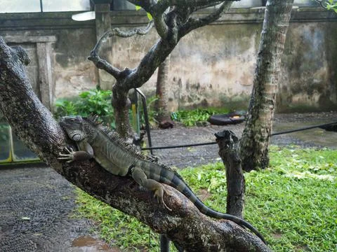 A large iguana is lying on a tree branch 스톡 사진