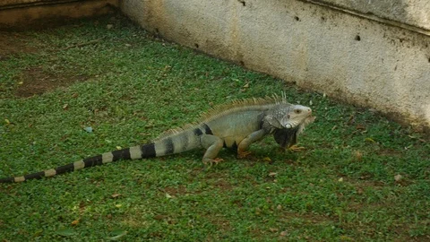 Large iguana moving head saying yes Stock Footage 98200304