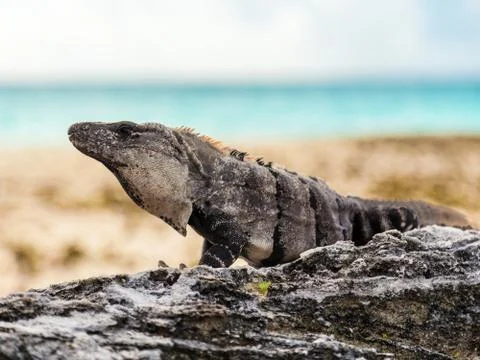 Large Iguana Stock Photos