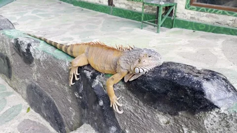 Large Iguana Resting on Stone Wall Outdoors Stock Footage 337804896