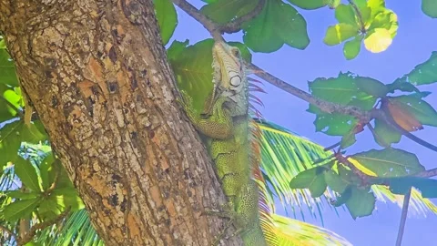 Large iguana resting on a tree trunk in a sunny tropical forest, showing green Stock Footage 341402395