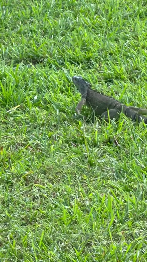 Large iguana walking on the grass Stock Footage 332867454