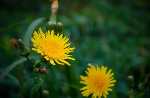 Large image of two dandelions Stock Photos