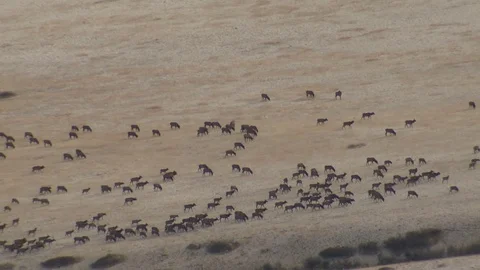 Large Immense Rocky Mountain Elk Herd Walking and Migrating in Great Plains Vídeo Stock 82472945