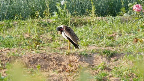 Large Indian bird cleans its feathers Stock-Footage 129670784