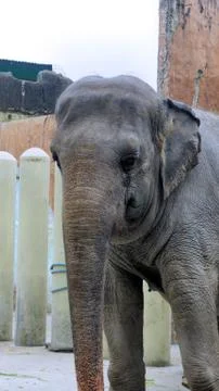 Large Indian elephant eats tasty green grass. Stock Photos