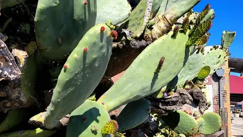 A large Indian Fig Cactus. (Pan from R to L) Video stock 150320147