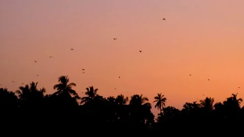 Large Indian flying fox bats flying orange sunset sky silhouetted forest trees Stock Footage 332056566