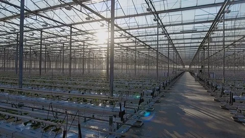 Large industrial greenhouses Stock Footage