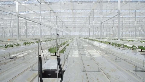 Large industrial greenhouses Stock Footage