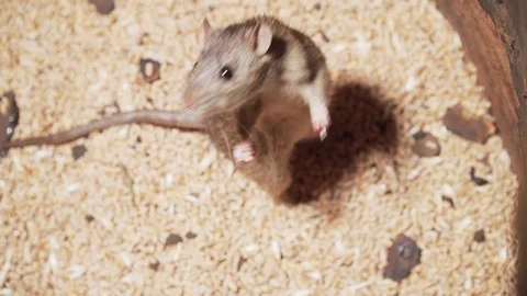 Large infected rat stands on its hind legs on grain Vidéo 103663551