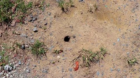 Large insect and spider hole cave in tropical soil Thailand. Stock Footage 328138036