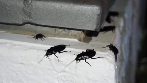 Large insect beetles against the light of the night. Stock Footage 112262897