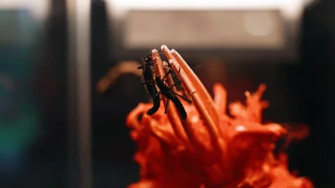 A large insect crawls on a plant. The camera captures the insect in close-up Stock Footage 312728261