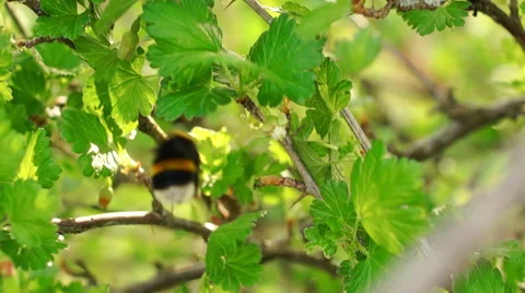A large insect, green grass, wild flowers Video stock 57351407