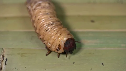Large insect larva moves paws Stock Footage