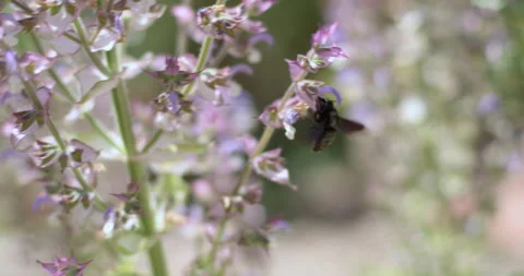 A large insect pollinates some Clary Sage flowers Stock-Footage 337071447