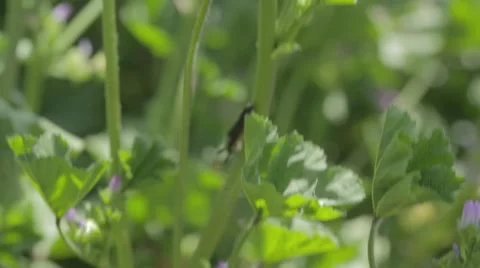 A large insect walking on a blade of grass Stock Footage 43862851