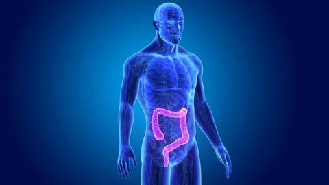 Large intestine with anatomy Stockbeeldmateriaal 74456453