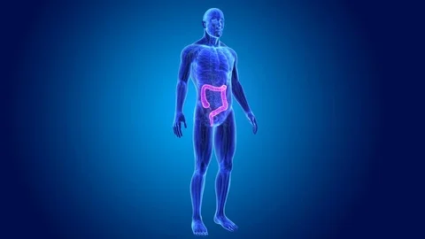 Large intestine with anatomy Stockbeeldmateriaal 74471683