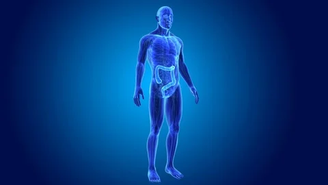 Large intestine with anatomy Stockbeeldmateriaal 74471684
