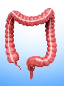 Large intestine, artwork Stock Illustration