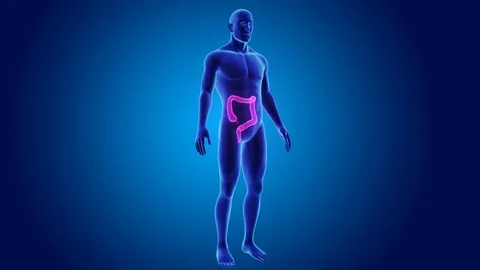 Large intestine with body Stockbeeldmateriaal 74467474