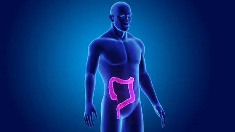 Large intestine with body Stockbeeldmateriaal 74469764