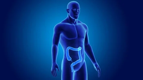 Large intestine with body Stockbeeldmateriaal 74469809