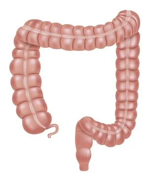 The large intestine (colon) Stock Illustration