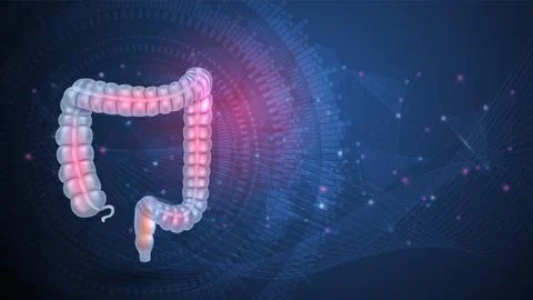 The large intestine (colon) Stock Illustration