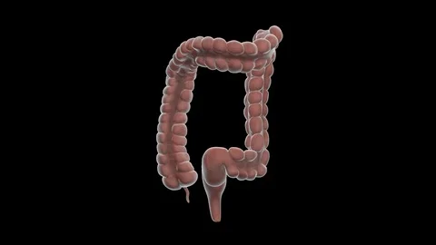 Large Intestine 스톡 동영상 113217649