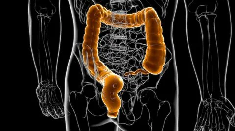Large Intestine Human Digestive System Anatomy For Medical Concept 3D Stock Illustration