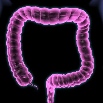 Large intestine Illustrazione stock