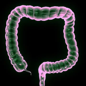 Large intestine Illustrazione stock