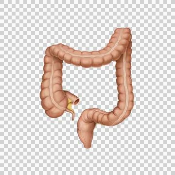 Large intestine Stock Illustration