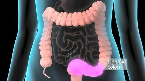 The large intestine includes the colon, rectum and anus. Stock Illustration