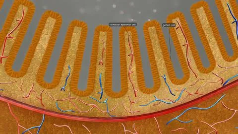 The large intestine includes the colon, rectum and anus. Stock Illustration